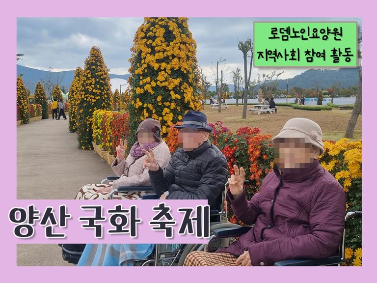 양산 국화 축제